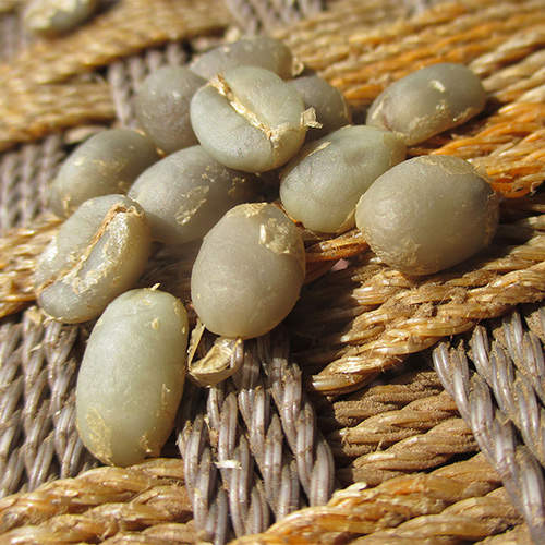 Green Coffee Grading Training Nepal Coffee Academy Nca